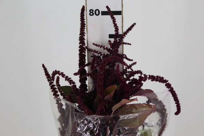 <h4>AMARANTHUS VINHO</h4>