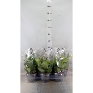 Scindapsus pictus 'Argyraeus'