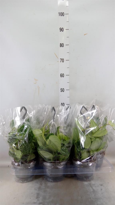 <h4>Scindapsus pictus 'Argyraeus'</h4>