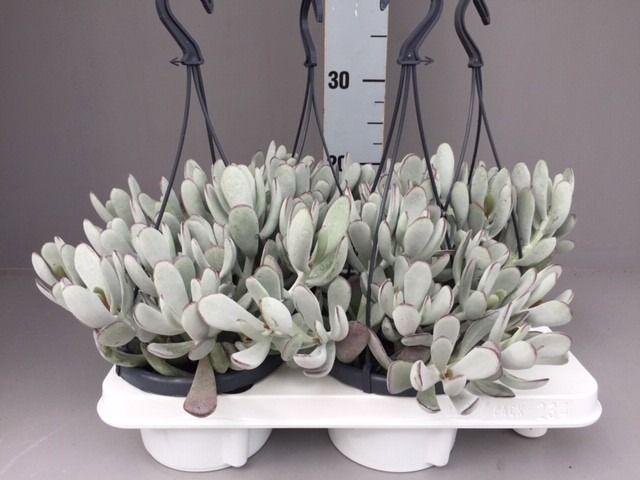 <h4>Cotyledon coral</h4>