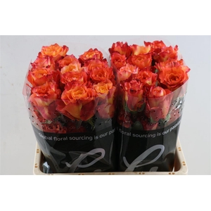 R Gr Free Spirit Box