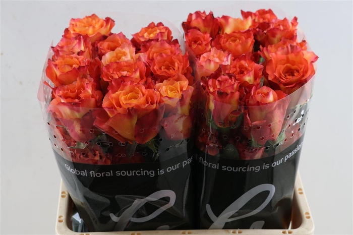 <h4>R Gr Free Spirit Box</h4>