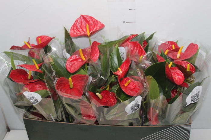 <h4>ANTHURIUM RED SUCCESS P15 PREMIUM</h4>