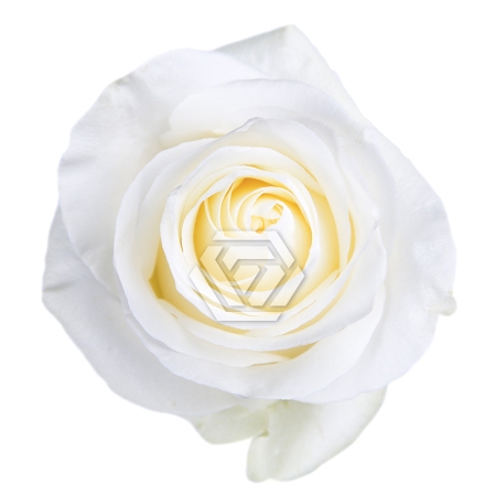 <h4>R GR POLARSTAR Tessa</h4>