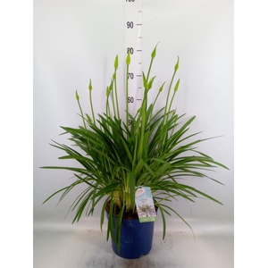 Agapanthus  'Amourette Superb Whit'