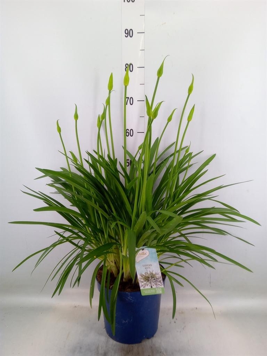 <h4>Agapanthus  'Amourette Superb Whit'</h4>