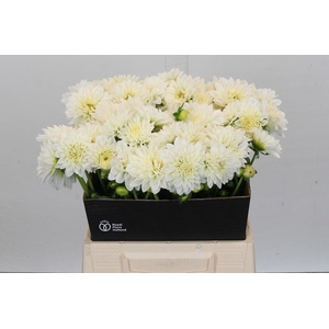 Dahlia White Cap