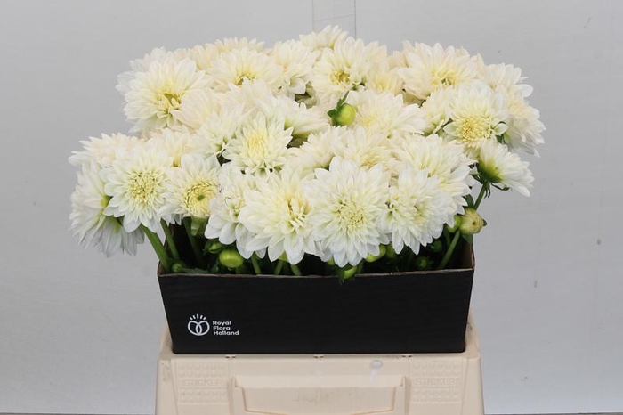 <h4>Dahlia White Cap</h4>