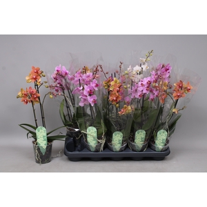 PHAL MF GEM 5 KL