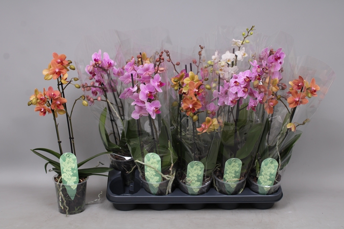 <h4>PHAL MF GEM 5 KL</h4>
