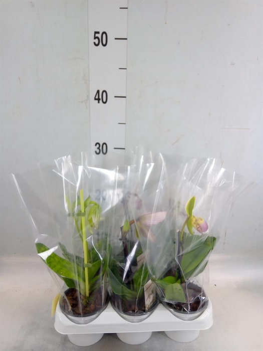 <h4>Paphiopedilum ...</h4>