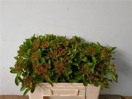 Sedum Overig