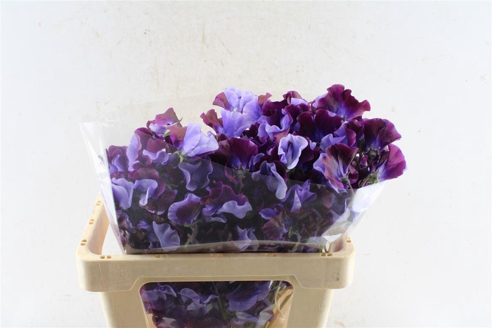 <h4>Lathyr Od Shikibu</h4>