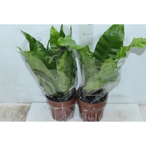 ASPLENIUM NIDUS P17
