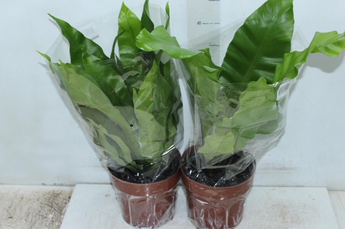 <h4>ASPLENIUM NIDUS P17</h4>