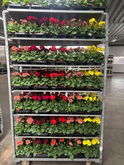 <h4>DAHLIA MIXK 5 KL</h4>