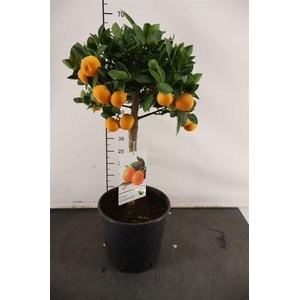 Citrof. Calamondin 25+ Vrucht 21 Cm. Pot