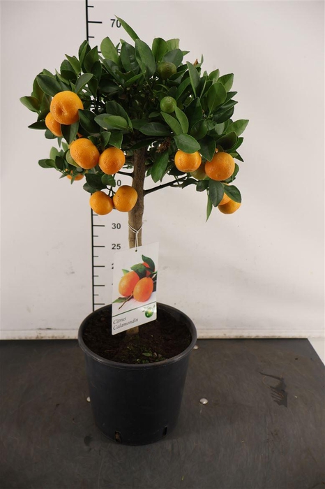 <h4>Citrof. Calamondin 25+ Vrucht 21 Cm. Pot</h4>