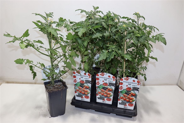 <h4>Solanum Lycop Ov</h4>