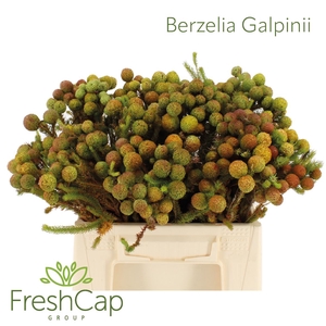 Berzelia Galpinii (baubles) Mature