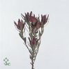 Leucadendron Blush Spray