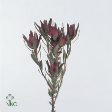 Leucadendron Blush Spray