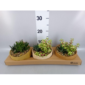 Arr.  Succulents L%