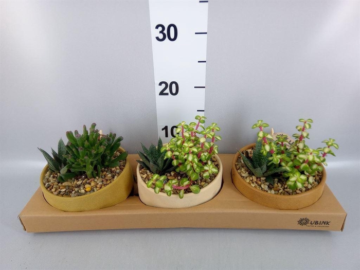 <h4>Arr.  Succulents L%</h4>
