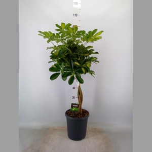 Schefflera arbor. 'Gold Capella'