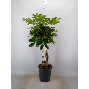 Schefflera arbor. 'Gold Capella'