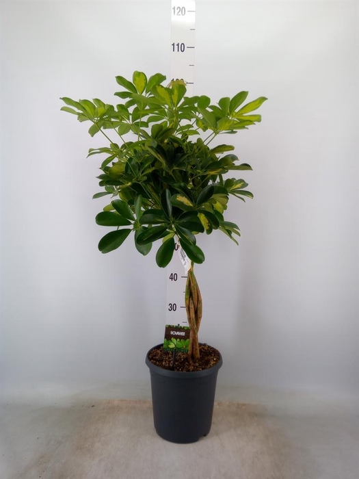 <h4>Schefflera arbor. 'Gold Capella'</h4>