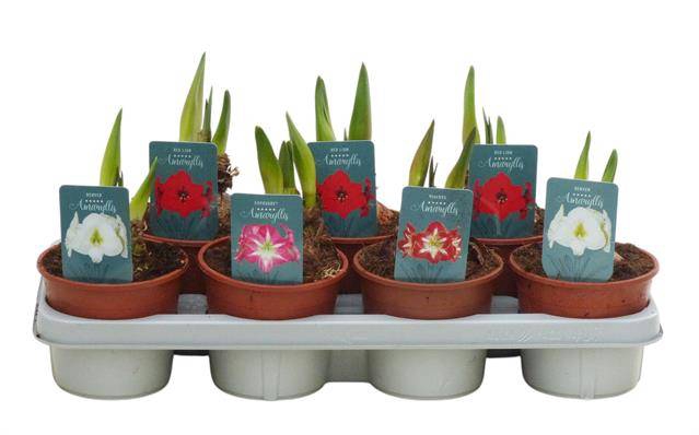 <h4>HIPPEASTRUM REGULAR MIX 2 KNOP</h4>