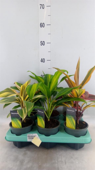 <h4>Cordyline   ...mix</h4>