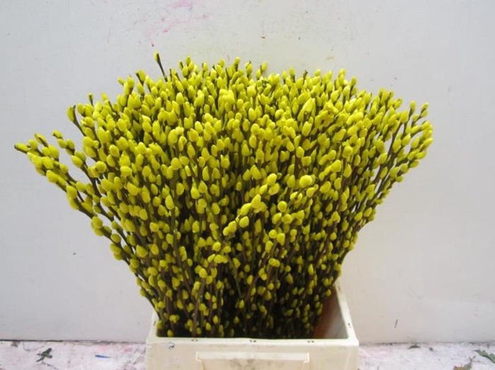 <h4>Sali Katje Geel L50</h4>