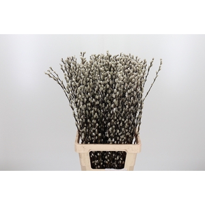 Salix Ca Snow Flake