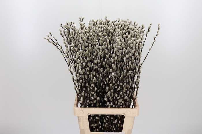 <h4>Salix Ca Snow Flake</h4>