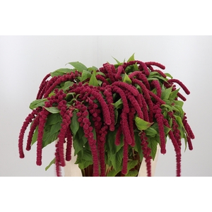 Amaranthus Caudatus Rosary