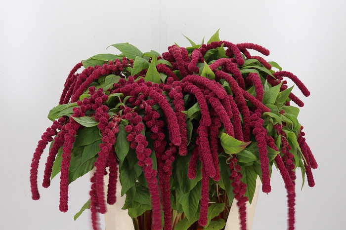 <h4>Amaranthus Caudatus Rosary</h4>