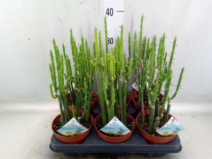 <h4>Succulents   ...</h4>