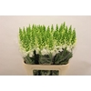 Antirrhinum White