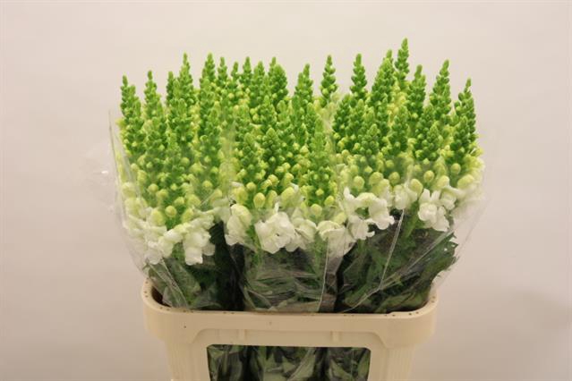 <h4>Antirrhinum Majus White</h4>