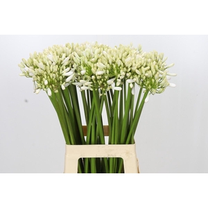 Agapanthus Barcelona