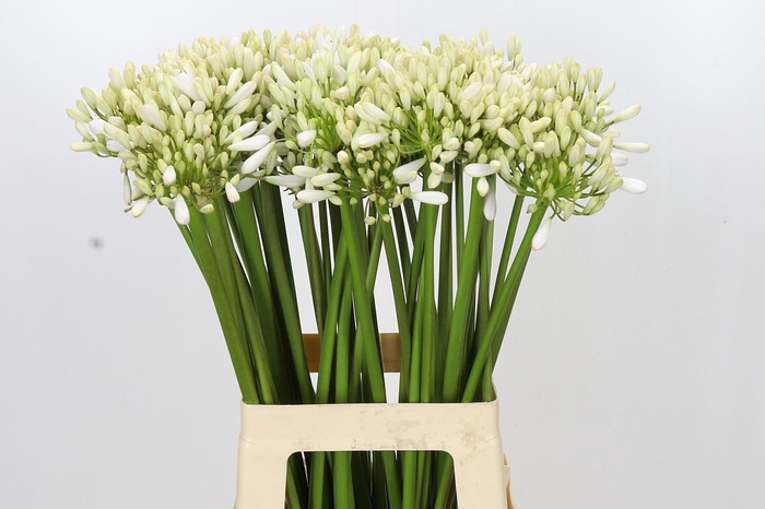 <h4>Agapanthus Barcelona</h4>