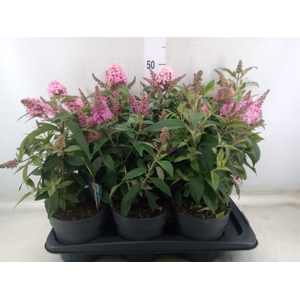 Buddleja davidii 'Butterf C Pink'