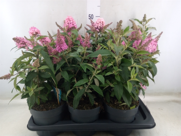 <h4>Buddleja davidii 'Butterf C Pink'</h4>