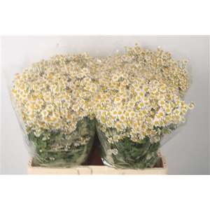 Tanacetum Single Vegmo