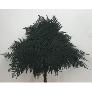 Dr Felce Di Bosco Bl Green Verde