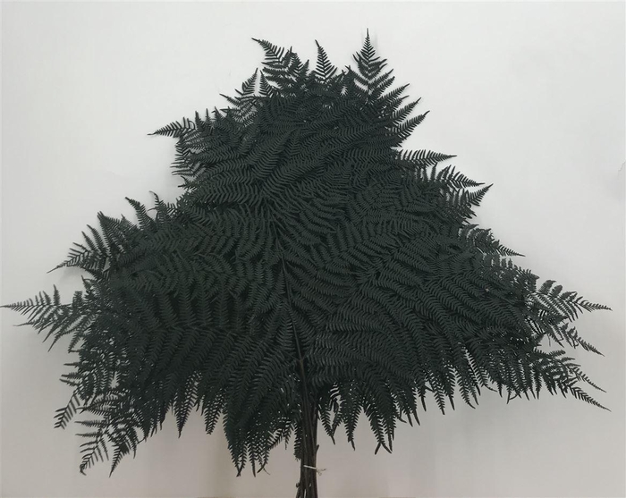 <h4>Dr Felce Di Bosco Bl Green Verde</h4>