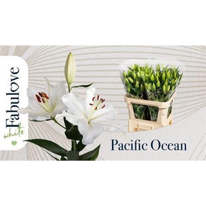 Li Or Pacific Ocean 5+