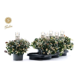 Gaultheria procumbens Ciao Bella White